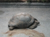 Riesenschildkröte in Hagenbeck's Tierpark